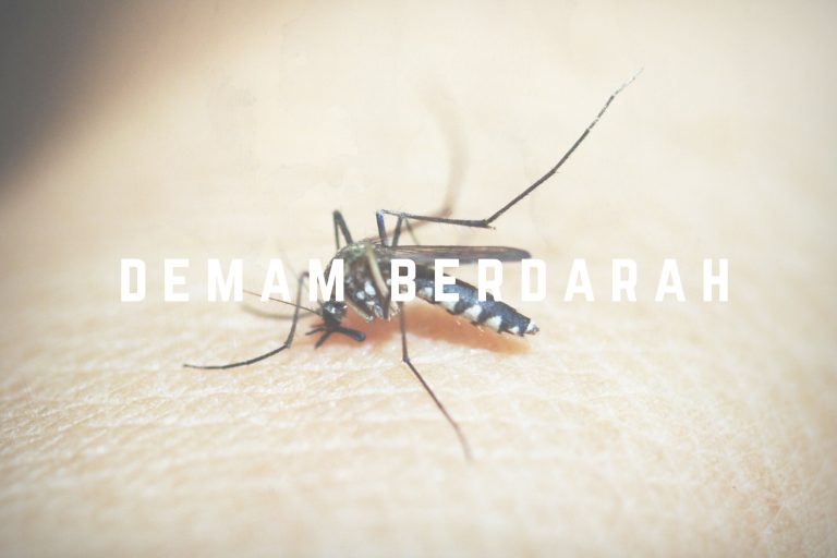 MENGENAL NYAMUK DEMAM BERDARAH UNTUK MENCEGAH PENYAKITNYA