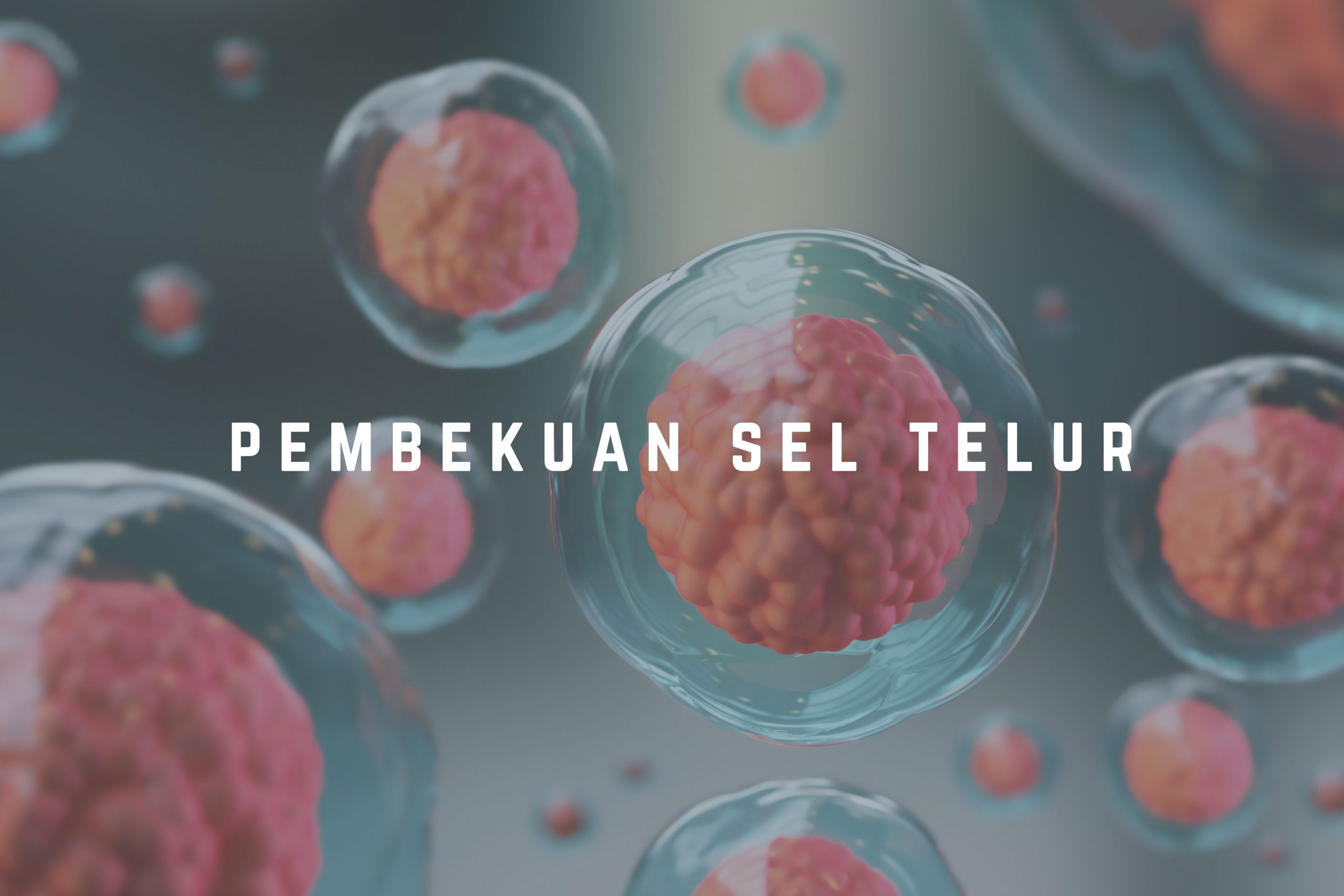 Pembekuan Sel Telur